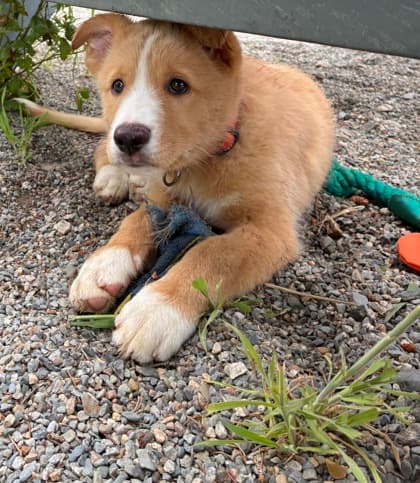 Buttercream - Siberian Husky / Terrier, Pit Bull available for adoption at Nova Scotia SPCA in Halifax