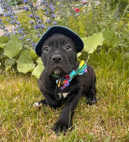 Clementine - Mastiff Mix available for adoption at Nova Scotia SPCA in Halifax