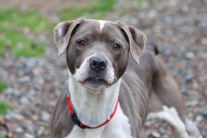 Ada - Terrier, American Staffordshire Mix available for adoption at Nova Scotia SPCA in Halifax