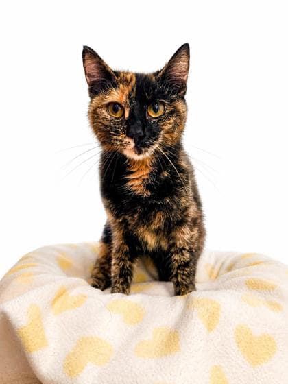 Luna - Domestic Shorthair Mix cat available for adoption at Nova Scotia SPCA in Halifax