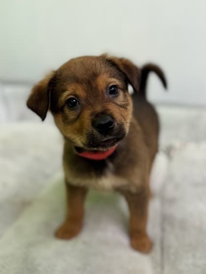 Aladdin - German Shepherd Mix available for adoption