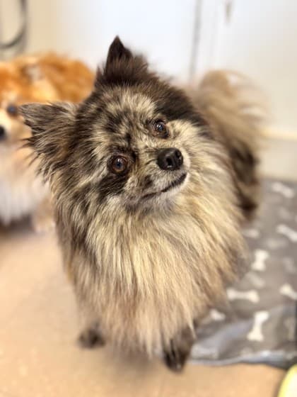 Bear Claw - Pomeranian Mix available for adoption at Nova Scotia SPCA in Halifax