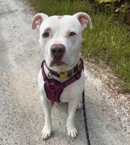Opie - Terrier, Pit Bull Mix available for adoption