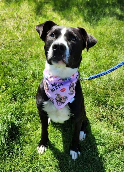 Buddy - Terrier, American Staffordshire Mix available for adoption