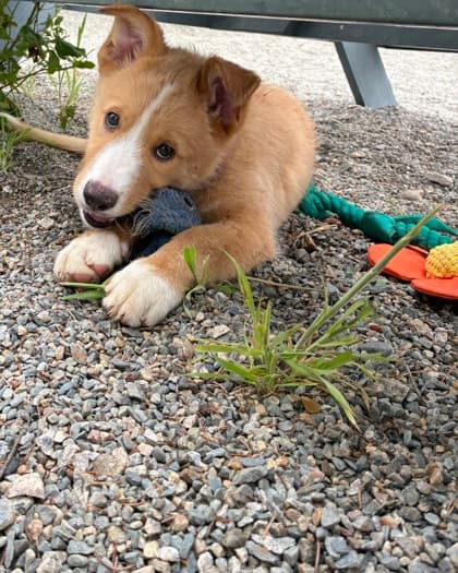 Buttercream - Siberian Husky / Terrier, Pit Bull available for adoption