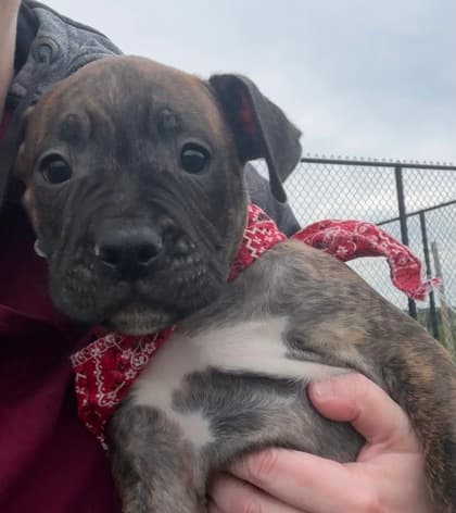 Strawberry - Mastiff Mix available for adoption at Nova Scotia SPCA in Halifax