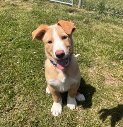 Confetti - Siberian Husky / Terrier, Pit Bull available for adoption at Nova Scotia SPCA in Halifax