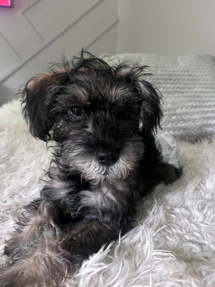 Terry - Biewer Terrier Mix available for adoption at Nova Scotia SPCA in Halifax
