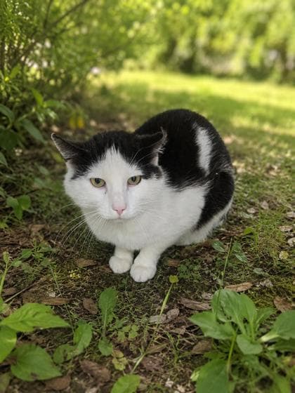 Jimmy Joe - Domestic Shorthair Mix available for adoption