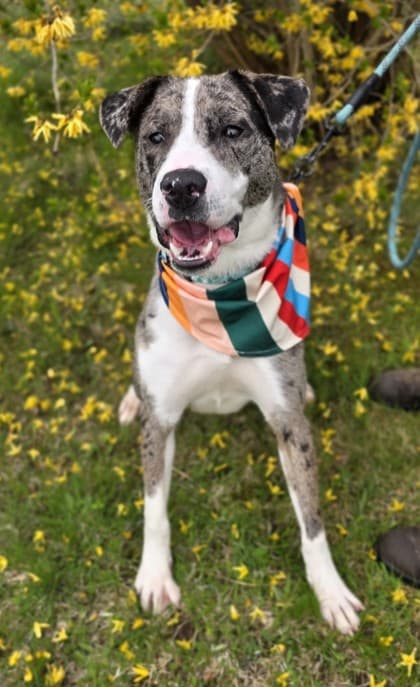 Thriller - Catahoula Leopard dog Mix available for adoption