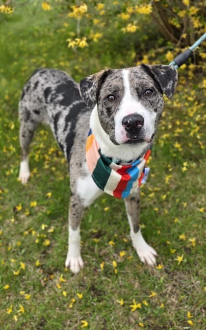 Thriller - Catahoula Leopard dog Mix available for adoption