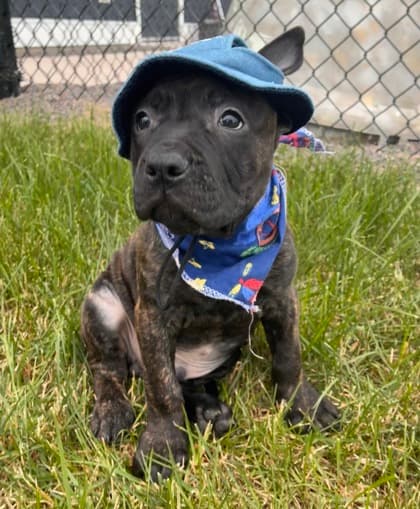 Cantaloupe - Mastiff Mix available for adoption at Nova Scotia SPCA in Halifax