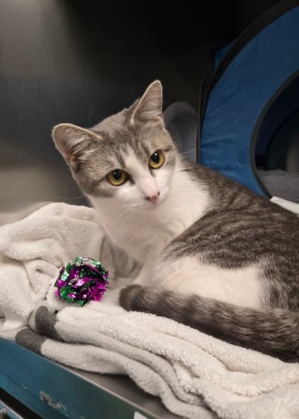 Willow - Domestic Shorthair Mix available for adoption