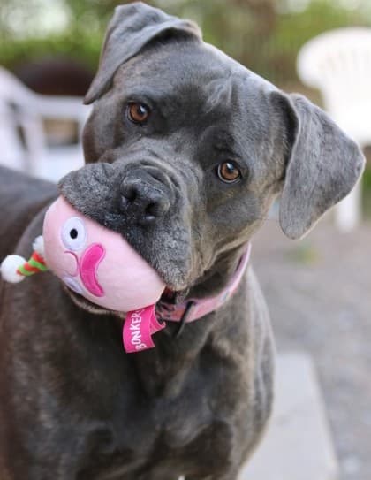 Stacy - Cane Corso Mix available for adoption at Nova Scotia SPCA in Halifax