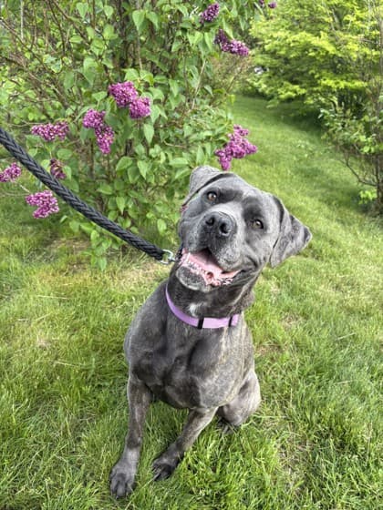 Stacy - Cane Corso Mix available for adoption