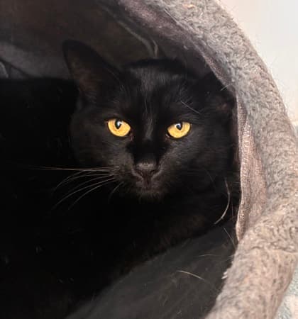 Duchess - Domestic Shorthair Mix available for adoption