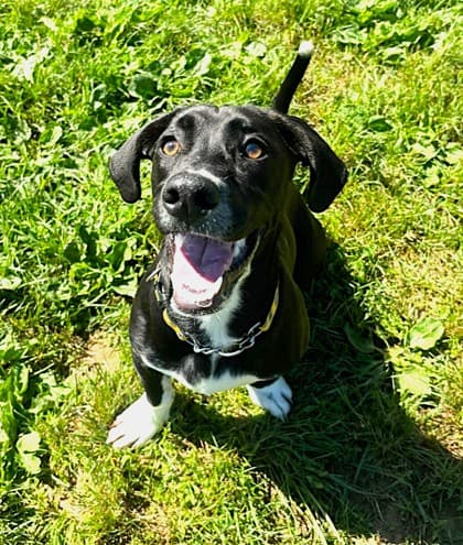 Novak - Dachshund, Miniature Smooth Haired Mix available for adoption at Nova Scotia SPCA in Halifax