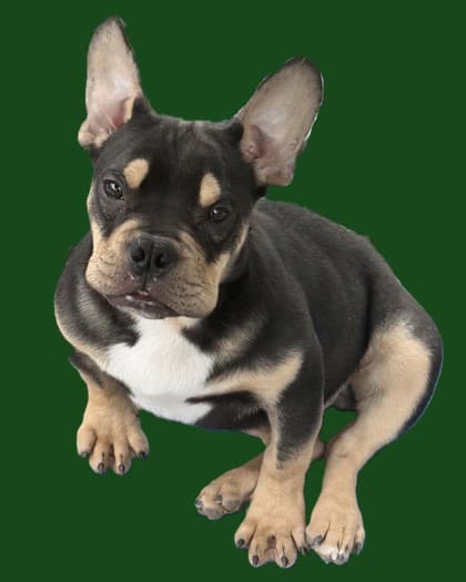 Luke - Bully American  - Standard Mix available for adoption at Nova Scotia SPCA in Halifax