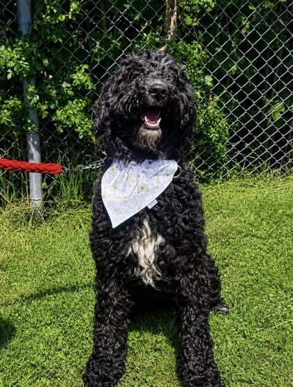 Harley - Poodle, Standard / Bernese Mountain Dog available for adoption at Nova Scotia SPCA in Halifax
