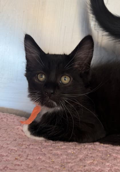 Ashitaka - Domestic Longhair Mix cat available for adoption at Nova Scotia SPCA in Halifax