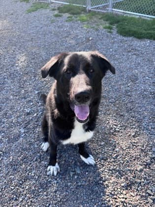 Norman - Great Pyrenees / German Shepherd available for adoption