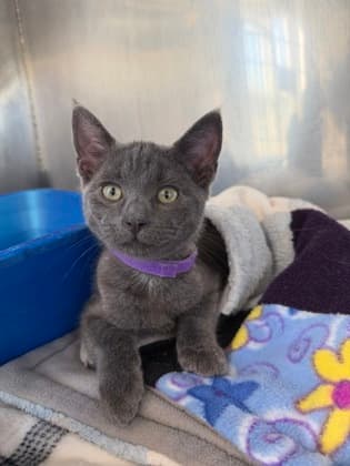 Bam-Bam - Domestic Shorthair Mix cat available for adoption at Nova Scotia SPCA in Halifax