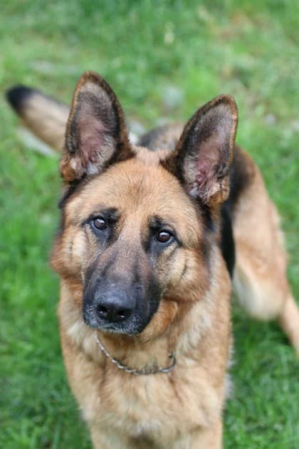 Sadie - German Shepherd Mix available for adoption at Nova Scotia SPCA in Halifax