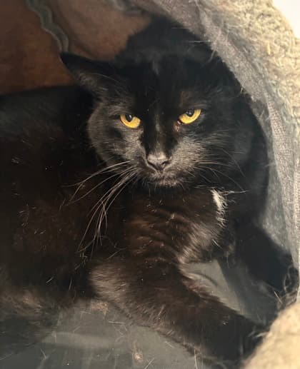 Duchess - Domestic Shorthair Mix available for adoption