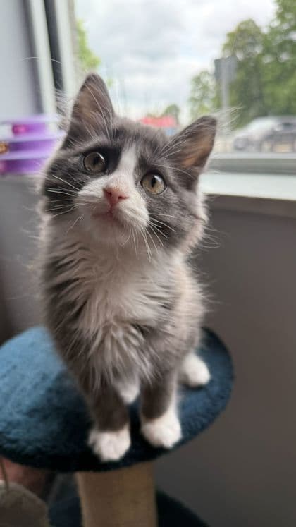 Peppa Pig - Domestic Medium Hair/Mix cat available for adoption at Humane Society London & Middlesex in London