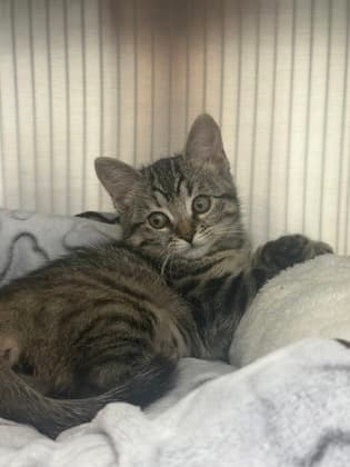 Kanga - Domestic Shorthair/Mix cat available for adoption at Humane Society London & Middlesex in London