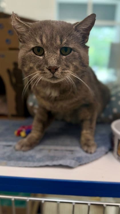 Wilder - Domestic Medium Hair/Mix cat available for adoption at Humane Society London & Middlesex in London