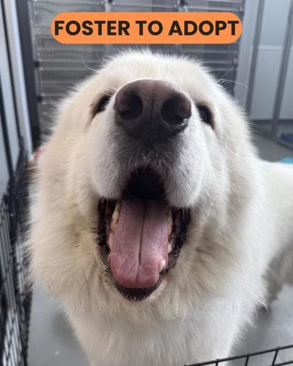 Ash - Great Pyrenees/Mix available for adoption at Humane Society London & Middlesex in London