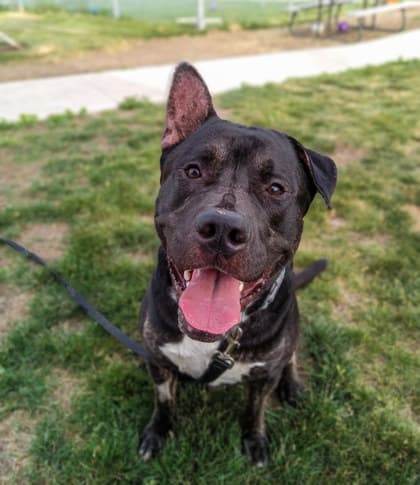 Tank - Mixed Breed available for adoption at Humane Society London & Middlesex in London