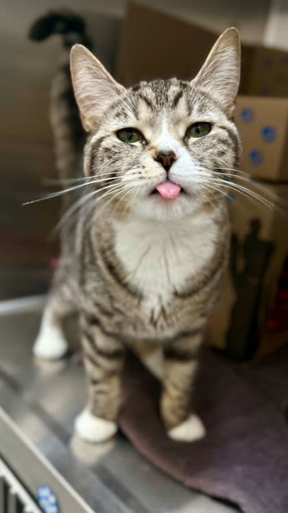 Elsa - Domestic Shorthair/Mix cat available for adoption at Humane Society London & Middlesex in London