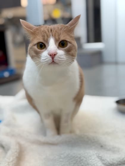 Benny - Domestic Shorthair/Mix cat available for adoption at Humane Society London & Middlesex in London