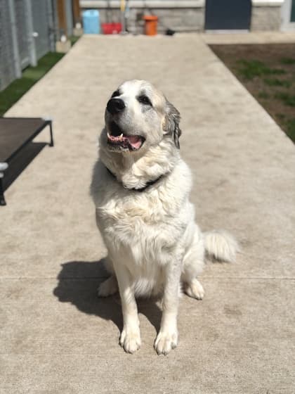 Spartan - Great Pyrenees/Mix available for adoption at Humane Society London & Middlesex in London