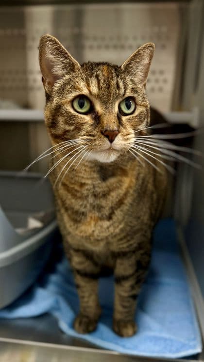 Pebbles - Domestic Shorthair/Mix available for adoption