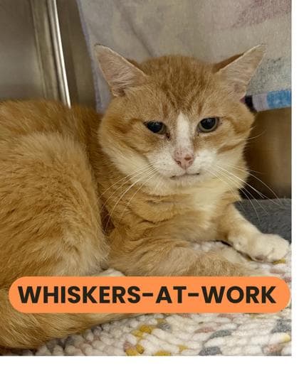 Charles - Domestic Shorthair/Mix available for adoption