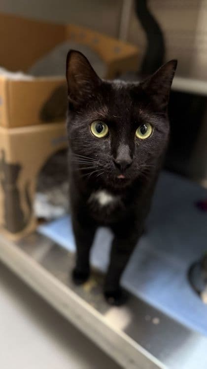 Ashley - Domestic Shorthair/Mix cat available for adoption at Humane Society London & Middlesex in London