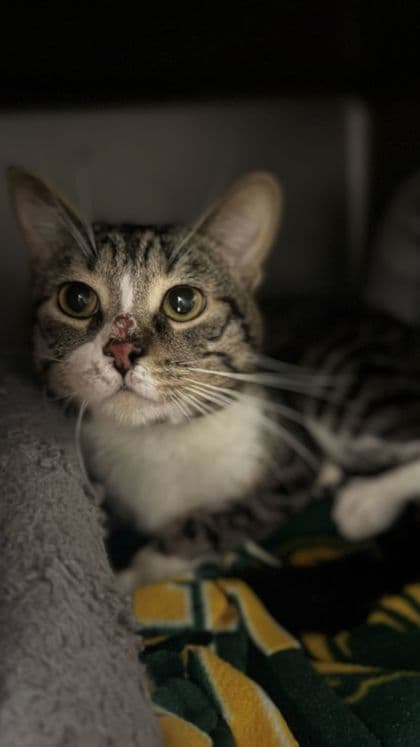 Teddy - Domestic Shorthair/Mix available for adoption