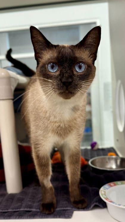 Savage - Siamese/Mix cat available for adoption at Humane Society London & Middlesex in London