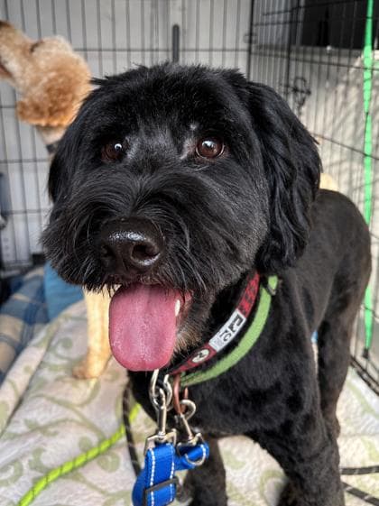 Teddy - Poodle, Miniature/Mix available for adoption at Humane Society London & Middlesex in London