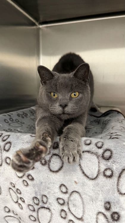 Stevie - Domestic Shorthair/Mix cat available for adoption at Humane Society London & Middlesex in London