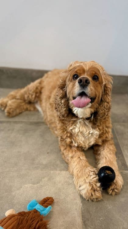 Scout - Spaniel, American Cocker/Mix available for adoption at Humane Society London & Middlesex in London