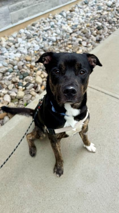 Timber - Mixed Breed available for adoption at Humane Society London & Middlesex in London