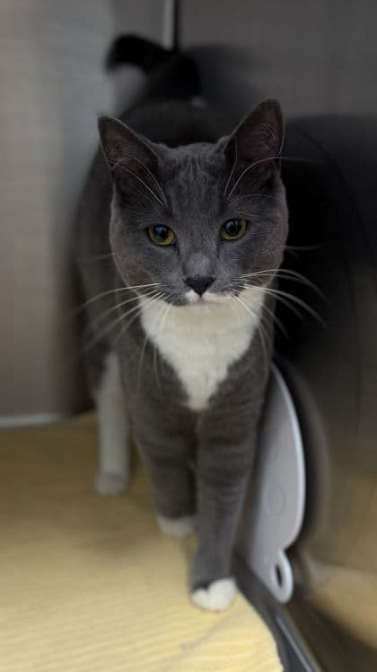 Mary-Kate - Domestic Shorthair/Mix available for adoption
