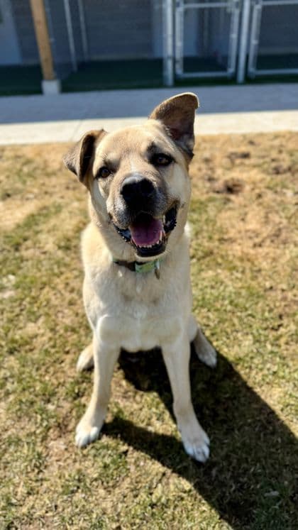 Winona - Retriever, Labrador/Mix available for adoption at Humane Society London & Middlesex in London