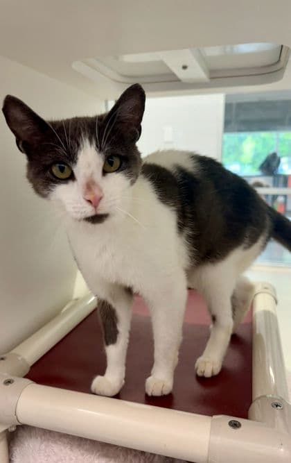 Weasel - Domestic Shorthair/Mix cat available for adoption at Humane Society London & Middlesex in London