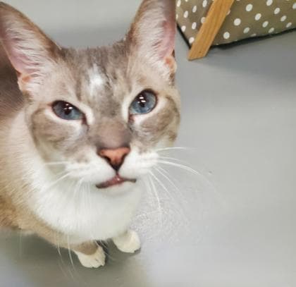 Prince Charming - Siamese/Mix available for adoption