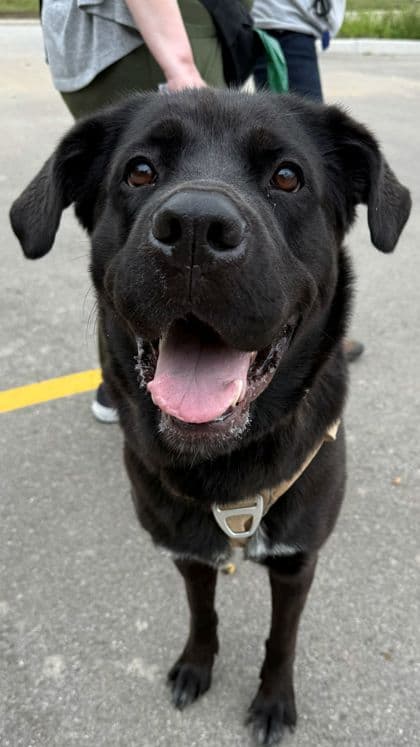 Sadie - Newfoundland/Mix available for adoption at Humane Society London & Middlesex in London